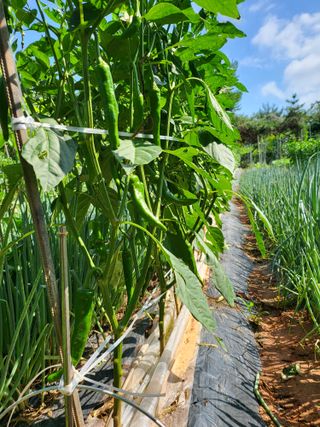 체리123님의 매실 · 자유게시판 작성글 사진