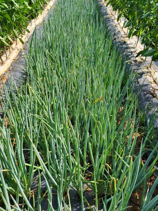 체리123님의 매실 · 자유게시판 작성글 사진