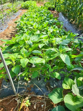 체리123님의 매실 · 자유게시판 작성글 사진