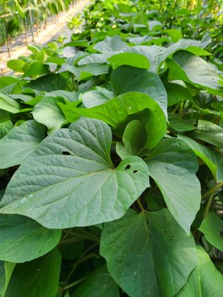 체리123님의 매실 · 자유게시판 작성글 사진