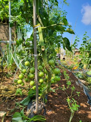 체리123님의 매실 · 자유게시판 작성글 사진