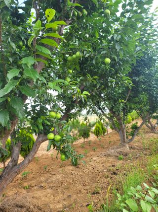 체리123님의 매실 · 자유게시판 작성글 사진