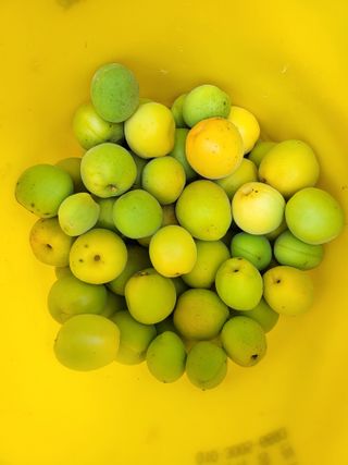 체리123님의 매실 · 자유게시판 작성글 사진