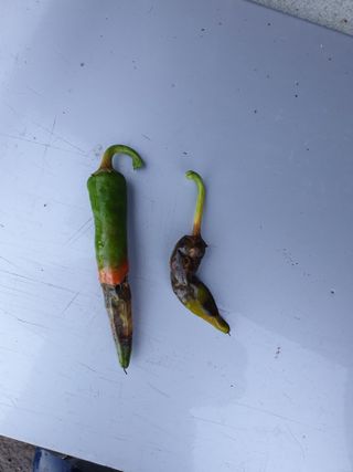 권영식님의 고추 · 병해충상담 작성글 사진