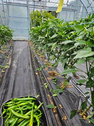 배추20389님의 고추 · 지주설치•유인•성장 작성글 사진