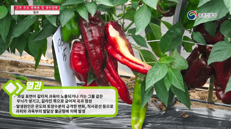 알 수 없음님의 농사정보 썸네일