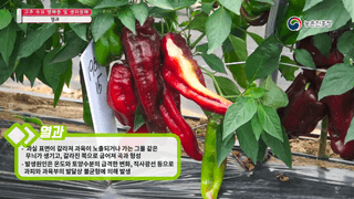 알 수 없음님의 팜모닝공식 · 농사정보 작성글 사진