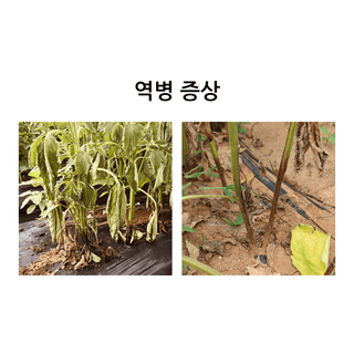 알 수 없음님의 팜모닝공식 · 농사정보 작성글 사진