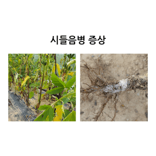 알 수 없음님의 팜모닝공식 · 농사정보 작성글 사진