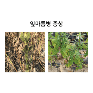 알 수 없음님의 팜모닝공식 · 농사정보 작성글 사진