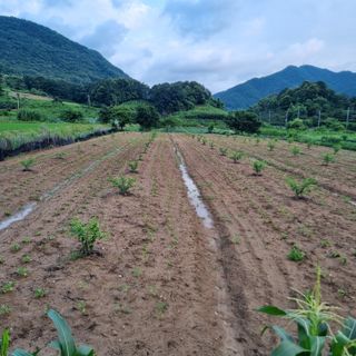 피치나라님의 복숭아 · 자유게시판 작성글 사진