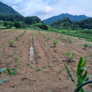 피치나라님의 복숭아 · 자유게시판 작성글 사진