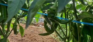 서강훈님의 고추 · 병해충상담 작성글 사진