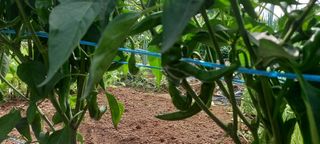 서강훈님의 고추 · 병해충상담 작성글 사진