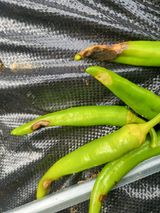 팜모닝 고추·병해충상담 게시글 이미지