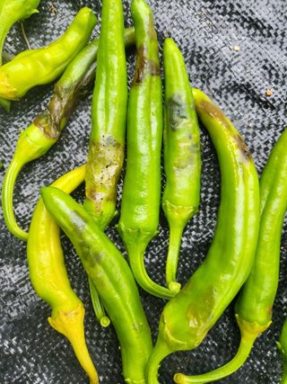 농사초보유경이님의 고추 · 병해충상담 작성글 사진