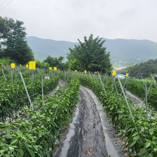 양석원님의 고추 · 영농일지 작성글 사진