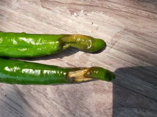 유경임님의 고추 · 병해충상담 작성글 사진