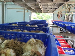 나영호님의 마늘 · 일상 작성글 사진