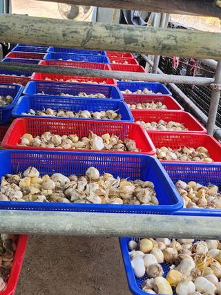 나영호님의 마늘 · 일상 작성글 사진