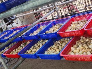 나영호님의 마늘 · 일상 작성글 사진