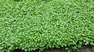 조병대님의 기타작물 · 자유게시판 작성글 사진