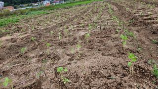 조병대님의 기타작물 · 자유게시판 작성글 사진