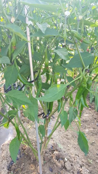 심상화님의 장마 대비 어떻게 하셨나요? · 참여 작성글 사진