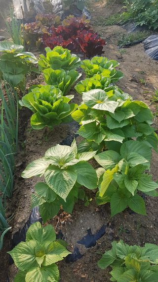 심상화님의 장마 대비 어떻게 하셨나요? · 참여 작성글 사진