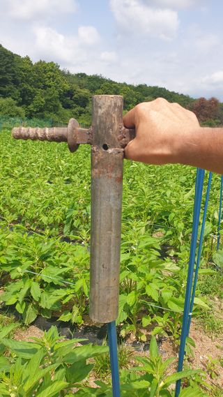 박상권님의 참깨 · 자유게시판 작성글 사진