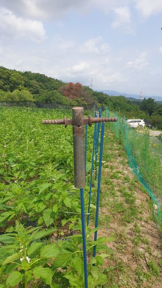 박상권님의 참깨 · 자유게시판 작성글 사진