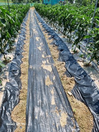 김동채님의 장마 대비 어떻게 하셨나요? · 참여 작성글 사진