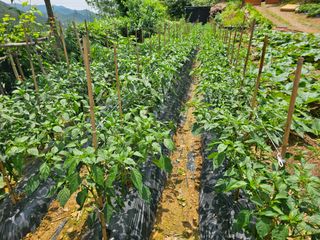 연모 자연의행복님의 장마 대비 어떻게 하셨나요? · 참여 작성글 사진
