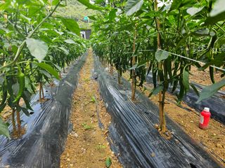 연모 자연의행복님의 장마 대비 어떻게 하셨나요? · 참여 작성글 사진