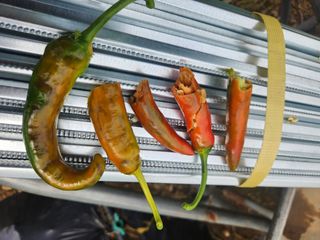 충골 가님의 고추 · 병해충상담 작성글 사진