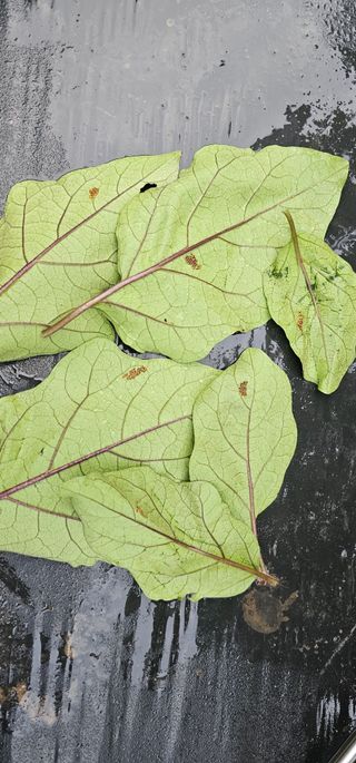 화니네농장님의 기타작물 · 병해충상담 작성글 사진