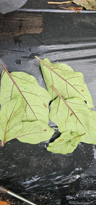 화니네농장님의 기타작물 · 병해충상담 작성글 사진