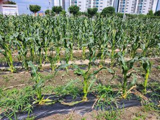 손정아님의 옥수수 · 자유게시판 작성글 사진