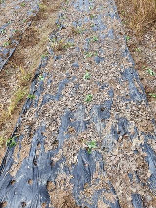 이철우님의 들깨 · 자유게시판 작성글 사진