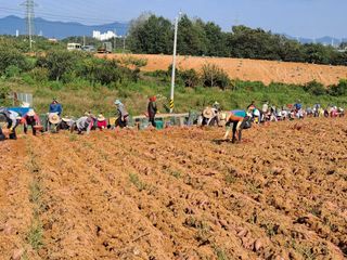조길순님의 고구마 · 자유게시판 작성글 사진