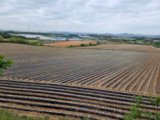 조길순님의 고구마 · 자유게시판 작성글 사진