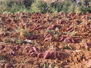 조길순님의 고구마 · 자유게시판 작성글 사진