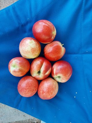 올리브 농장님의 복숭아 · 자유게시판 작성글 사진