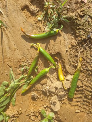 오광진님의 고추 · 병해충상담 작성글 사진