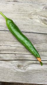 팜모닝 고추·일상 게시글 이미지