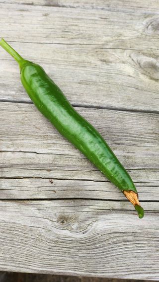 백호순(후추)님의 고추 · 일상 작성글 사진