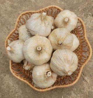 다둥이네농장님의 작성글 사진