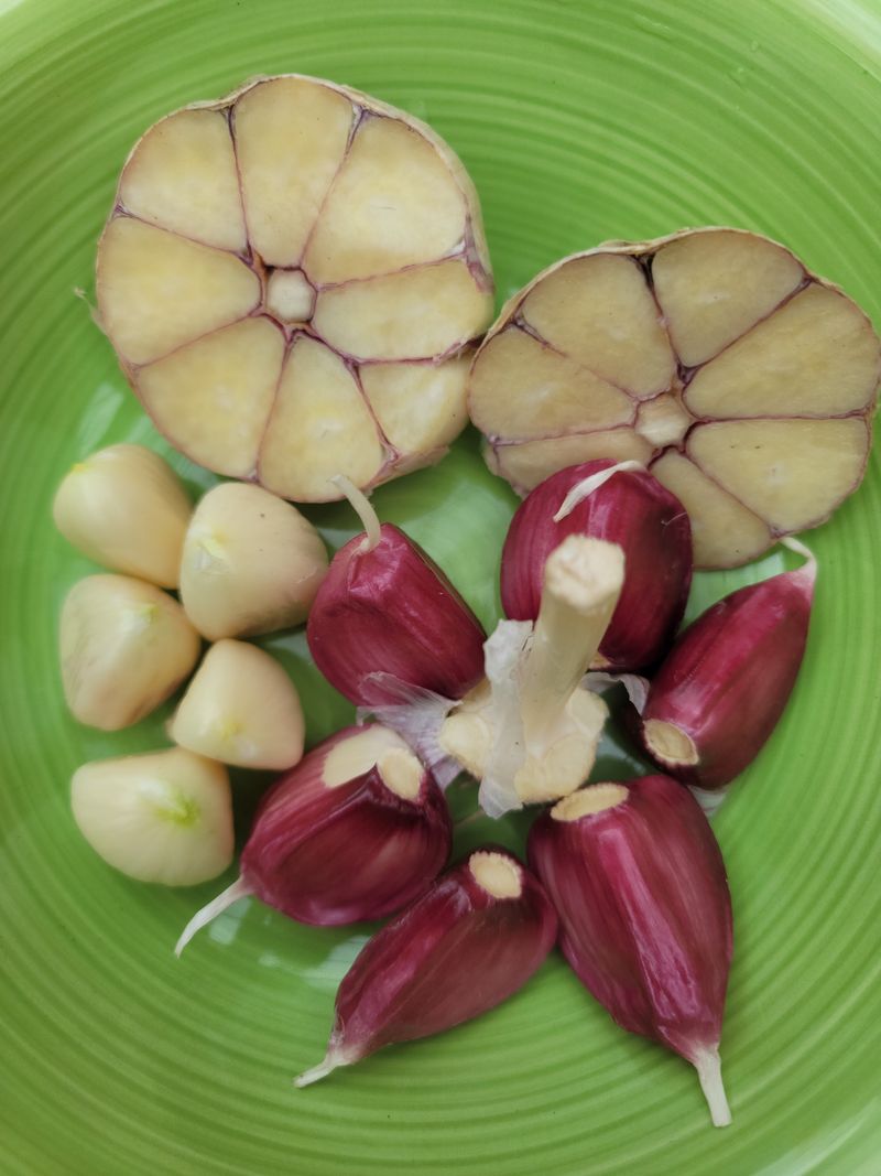 다둥이네농장님의 장터 판매 상품 [gcm(친환경미생물)농법으로 키운 유황홍산마늘 소1접4kg] 첨부 사진