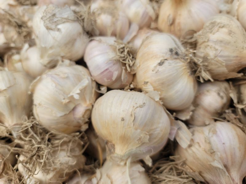 다둥이네농장님의 장터 판매 상품 [산지직송 고창 유황홍산마늘!!] 첨부 사진