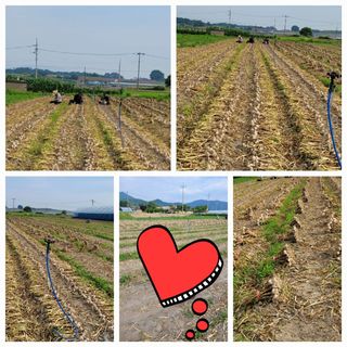 다둥이네농장님의 작성글 사진